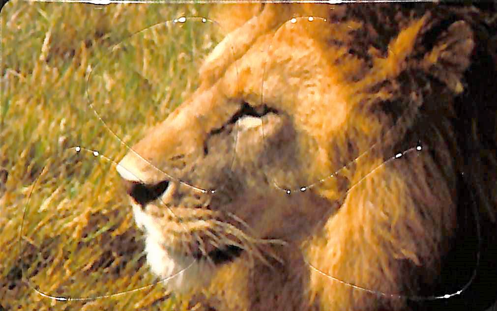 Pikcard - Artist Card - Set of 4 Guitar Picks For Your Wallet