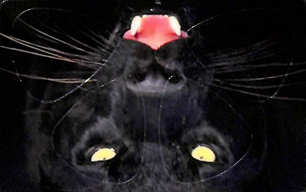 Pikcard - Artist Card - Set of 4 Guitar Picks For Your Wallet